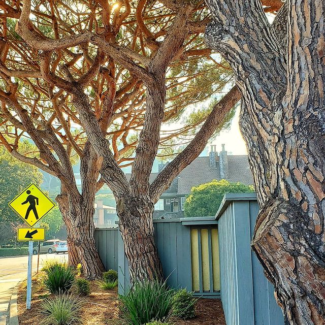 Тибурон — уютный городок к северу от Сан-Франциско порадует вас...